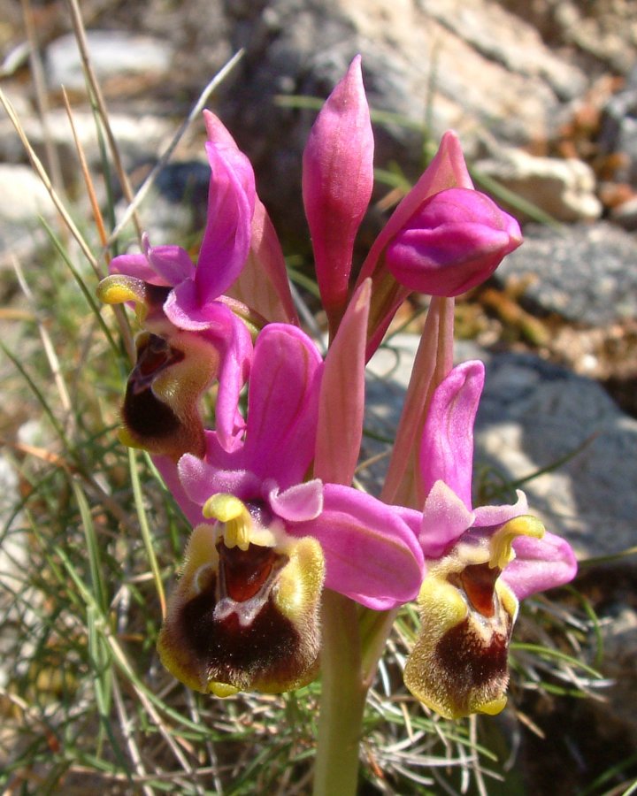 Prime Ophrys a Chios - Egeo orientale - Seconda parte