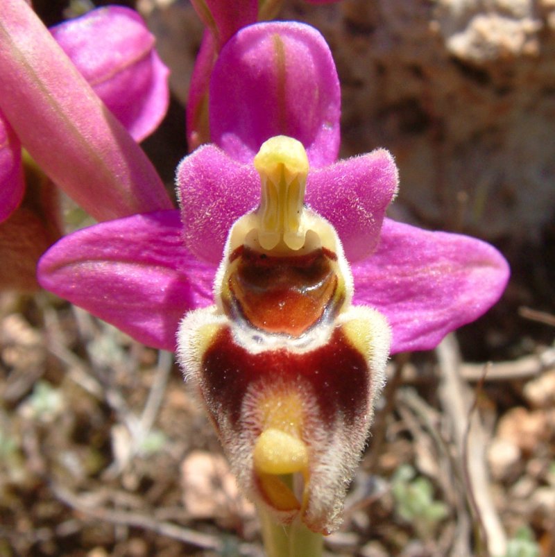 Prime Ophrys a Chios - Egeo orientale - Seconda parte
