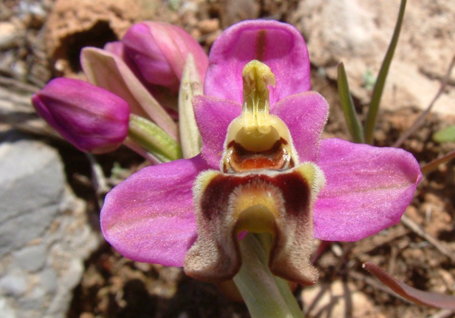 Prime Ophrys a Chios - Egeo orientale - Seconda parte