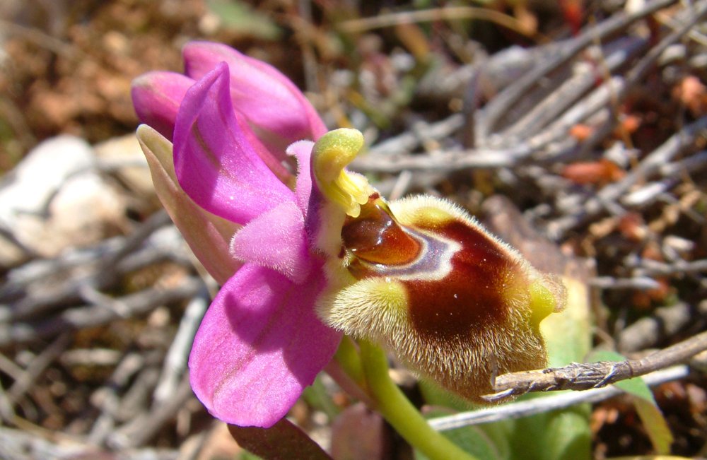 Prime Ophrys a Chios - Egeo orientale - Seconda parte
