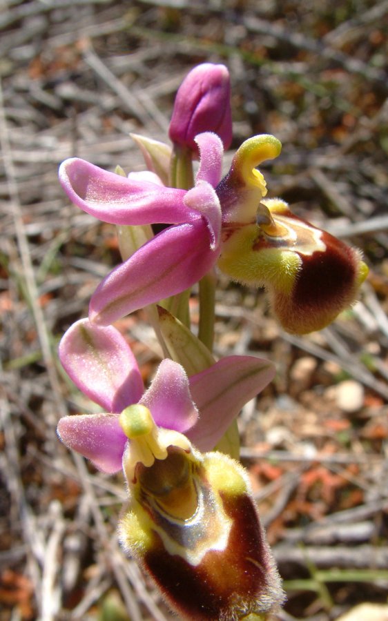 Prime Ophrys a Chios - Egeo orientale - Seconda parte