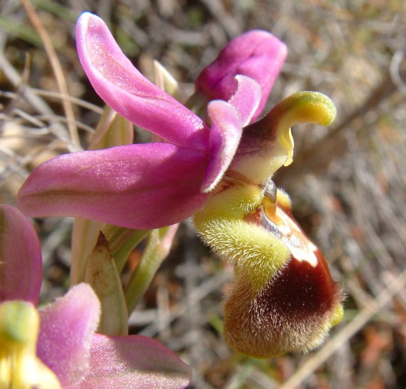 Prime Ophrys a Chios - Egeo orientale - Seconda parte