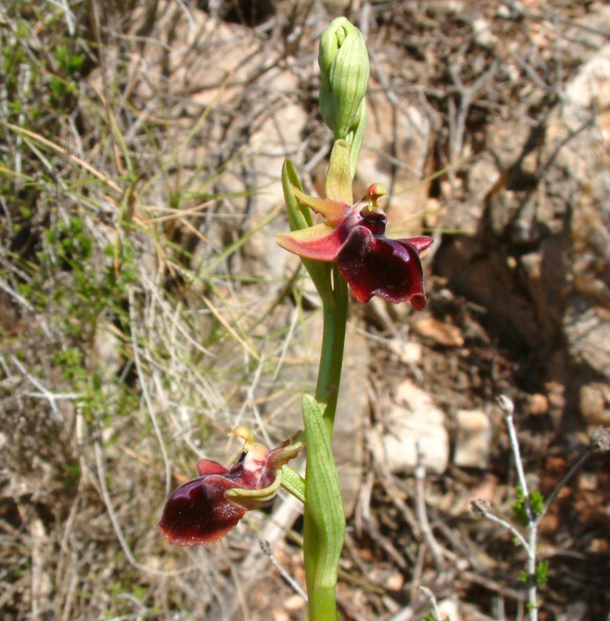Prime Ophrys a Chios - Egeo orientale - Terza parte