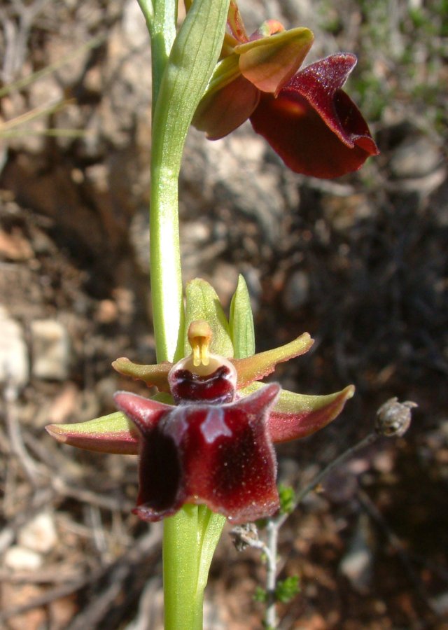 Prime Ophrys a Chios - Egeo orientale - Terza parte