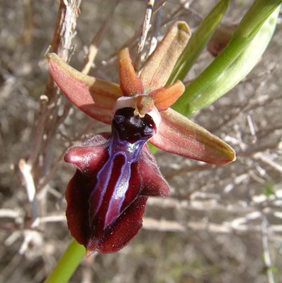 Prime Ophrys a Chios - Egeo orientale - Terza parte