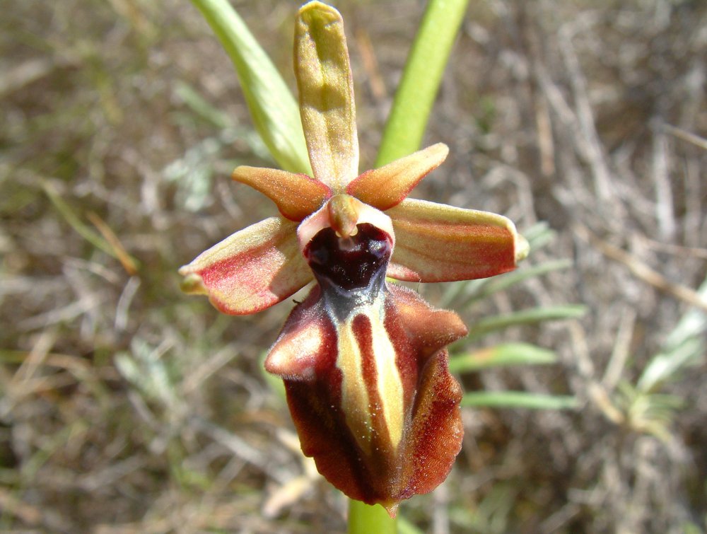 Prime Ophrys a Chios - Egeo orientale - Terza parte