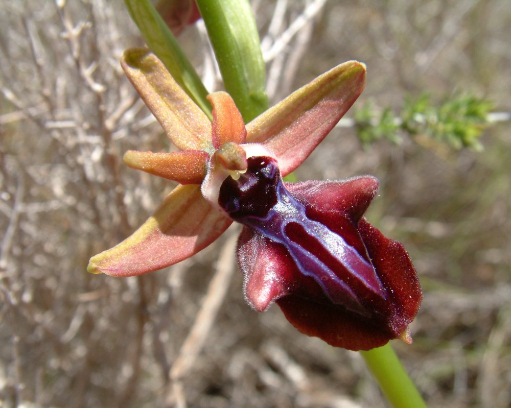 Prime Ophrys a Chios - Egeo orientale - Terza parte