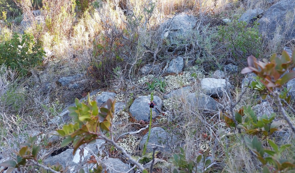 Prime Ophrys a Chios - Egeo orientale - Terza parte