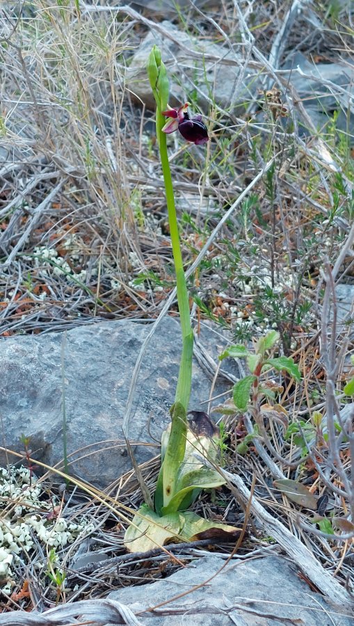 Prime Ophrys a Chios - Egeo orientale - Terza parte
