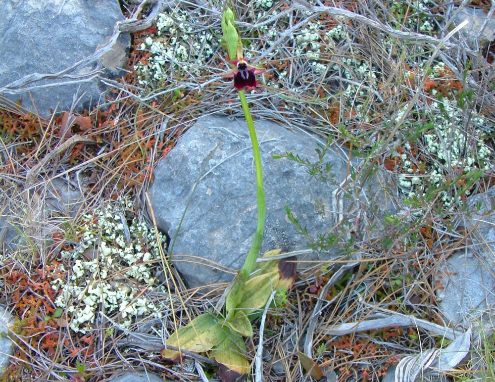 Prime Ophrys a Chios - Egeo orientale - Terza parte
