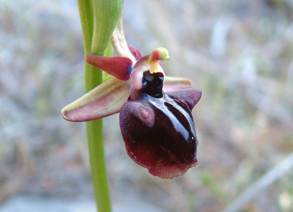 Prime Ophrys a Chios - Egeo orientale - Terza parte