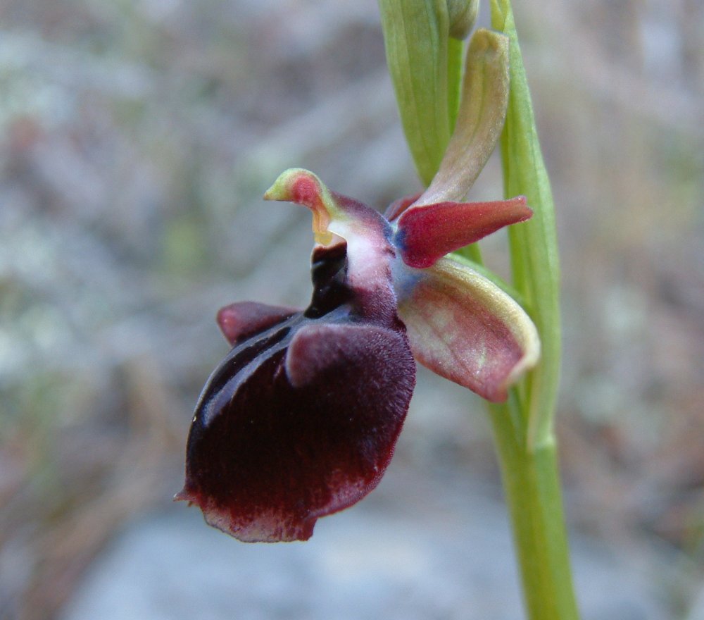 Prime Ophrys a Chios - Egeo orientale - Terza parte