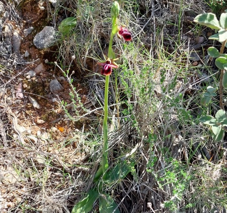 Prime Ophrys a Chios - Egeo orientale - Terza parte