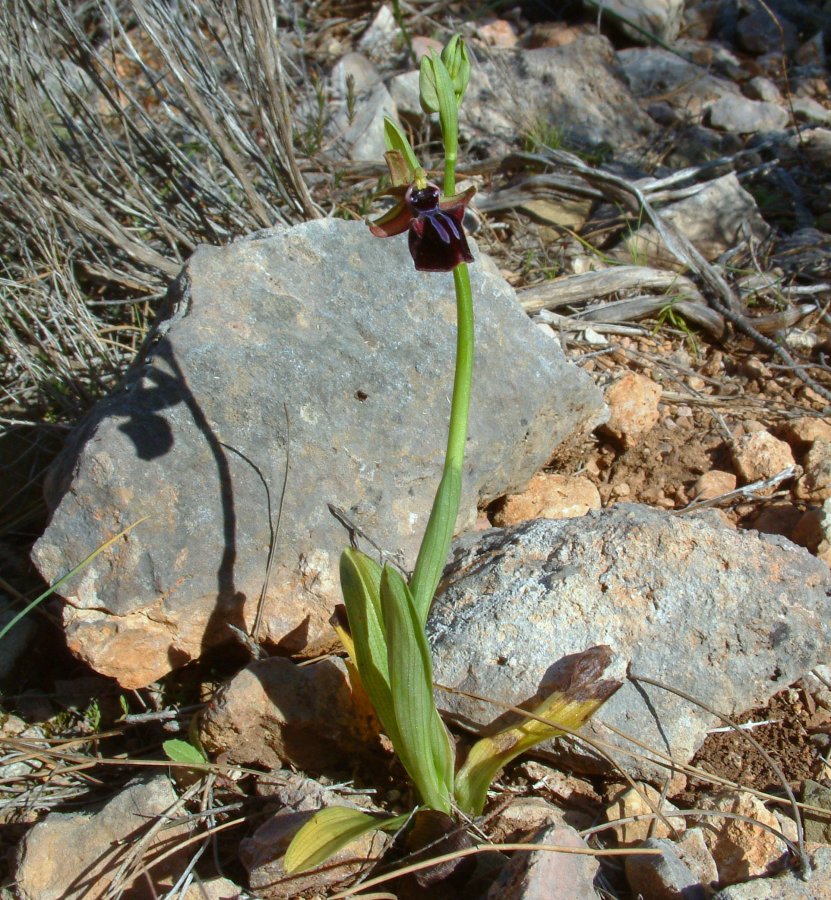 Prime Ophrys a Chios - Egeo orientale - Terza parte