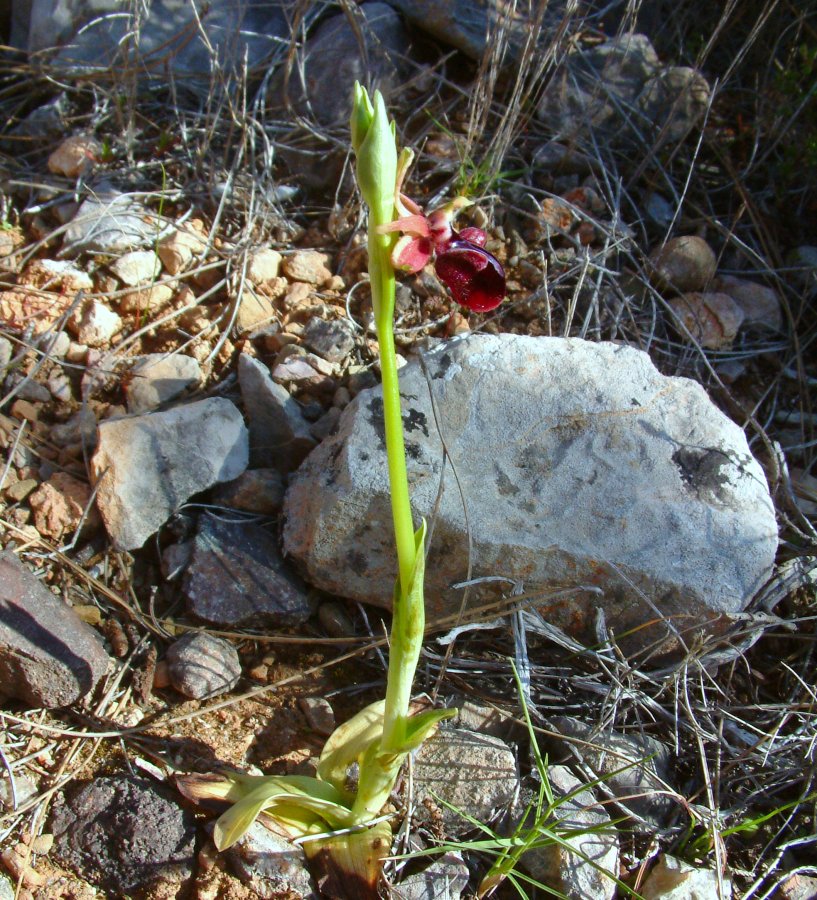 Prime Ophrys a Chios - Egeo orientale - Terza parte