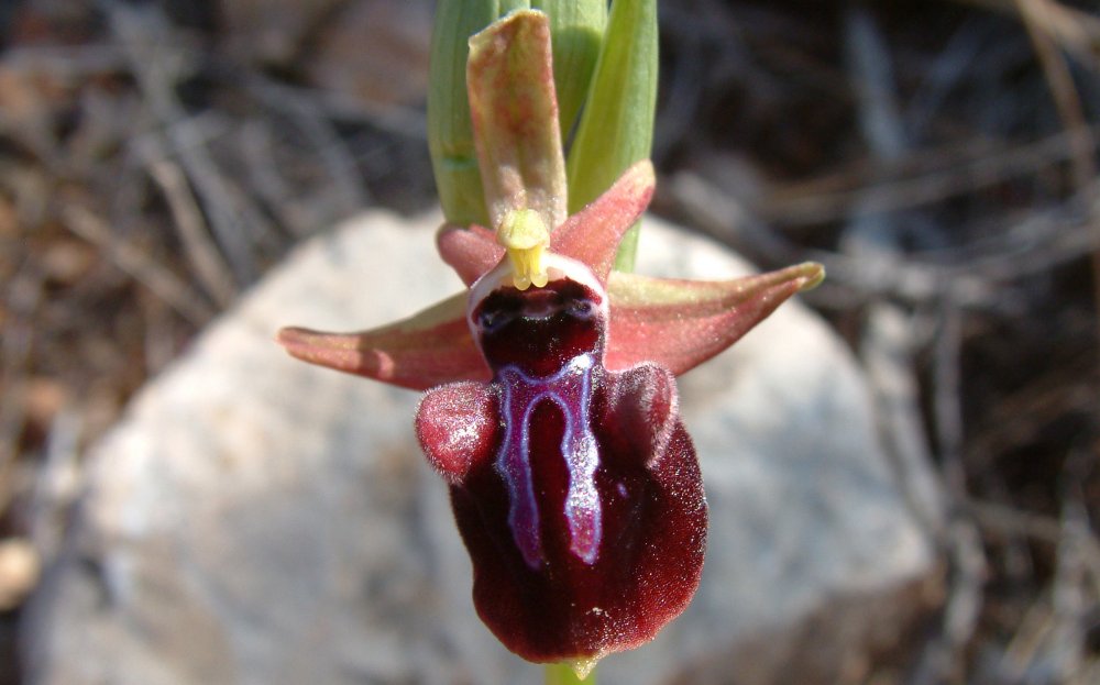 Prime Ophrys a Chios - Egeo orientale - Terza parte
