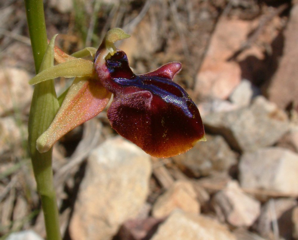 Prime Ophrys a Chios - Egeo orientale - Terza parte