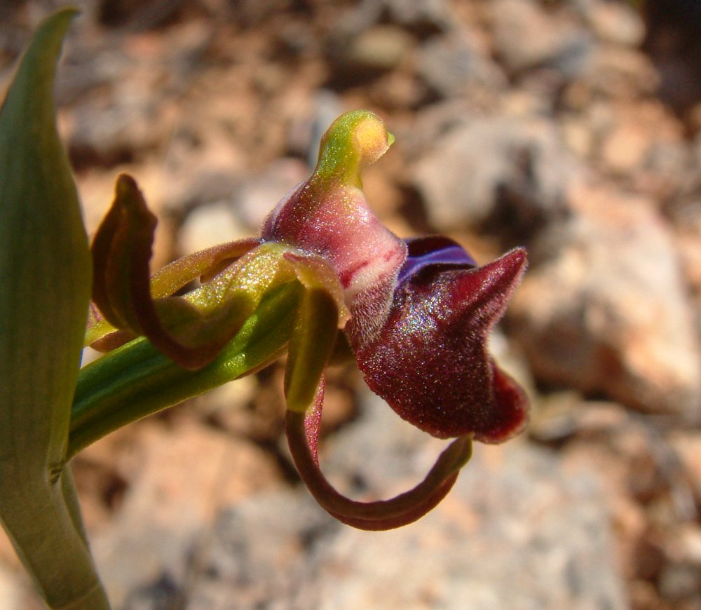 Prime Ophrys a Chios - Egeo orientale - Terza parte