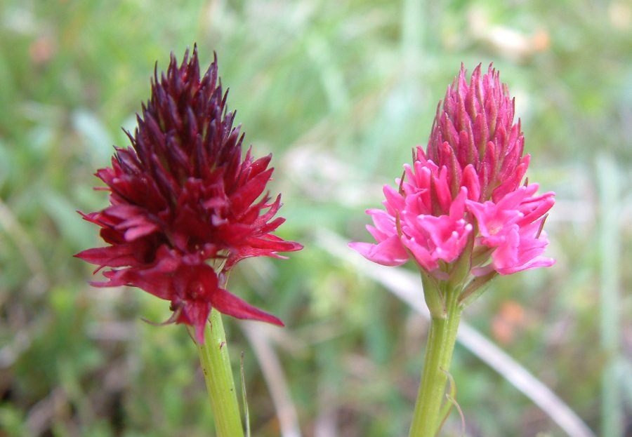 Orchidee stregate (ovvero come ho esplorato il Pian delle Streghe, nelle Alpi Carniche)