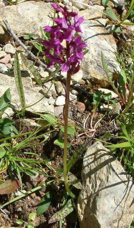 Orchidee stregate (ovvero come ho esplorato il Pian delle Streghe, nelle Alpi Carniche)