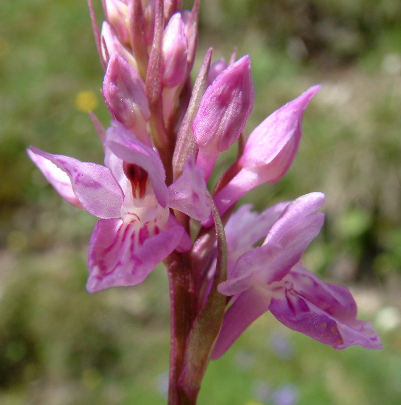 Orchidee stregate (ovvero come ho esplorato il Pian delle Streghe, nelle Alpi Carniche)