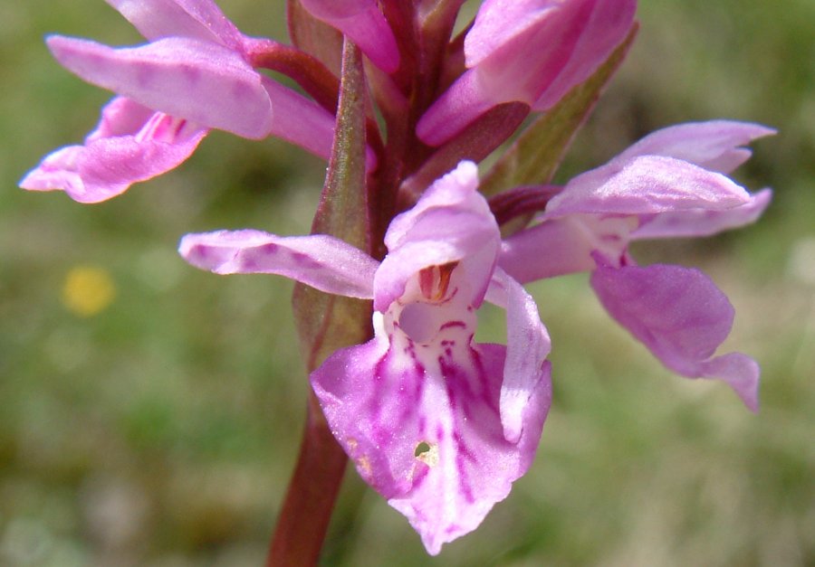 Orchidee stregate (ovvero… come ho esplorato il Pian delle Streghe, nelle Alpi Carniche)