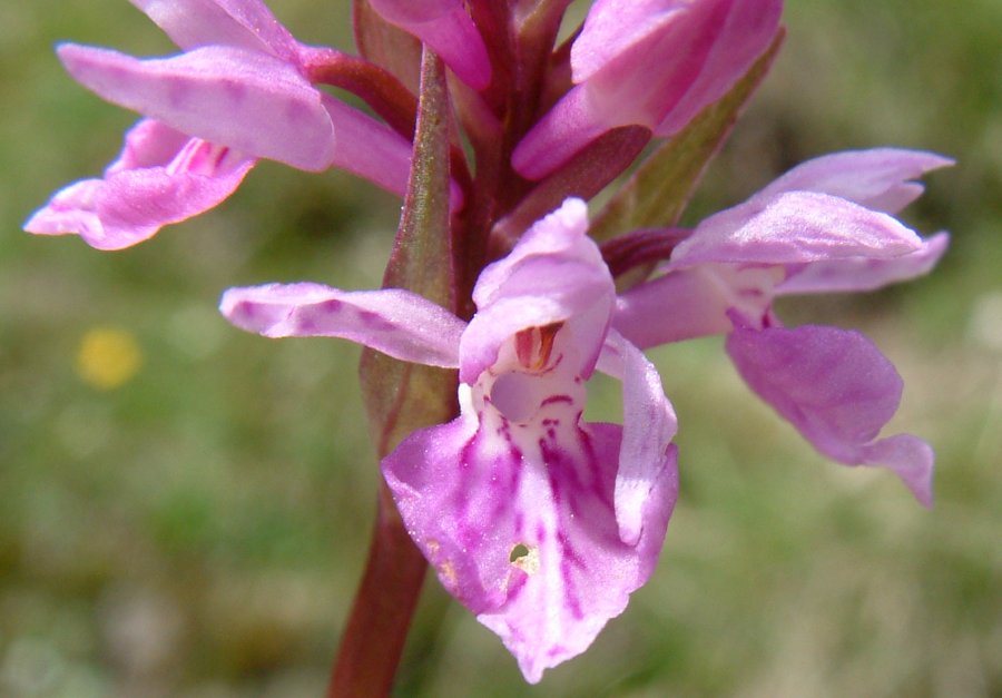 Orchidee stregate (ovvero come ho esplorato il Pian delle Streghe, nelle Alpi Carniche)