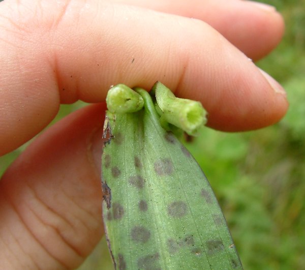 Orchidee stregate (ovvero come ho esplorato il Pian delle Streghe, nelle Alpi Carniche)