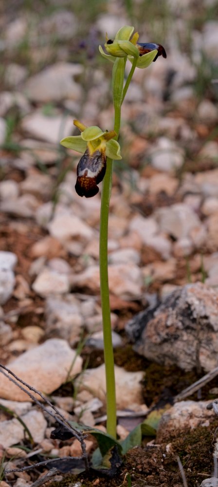 Le brillanti <i>Ophrys fusca orientali</i>   Dalla Grecia con passione