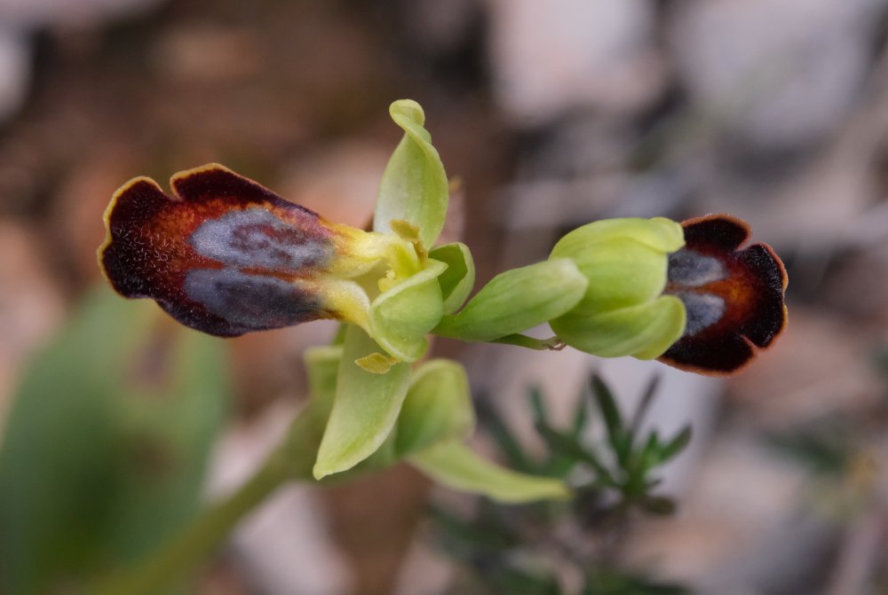 Le brillanti <i>Ophrys fusca orientali</i>  – Dalla Grecia con passione