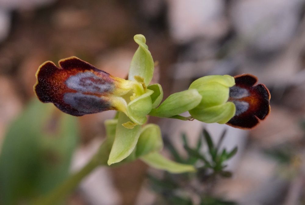 Le brillanti <i>Ophrys fusca orientali</i>   Dalla Grecia con passione