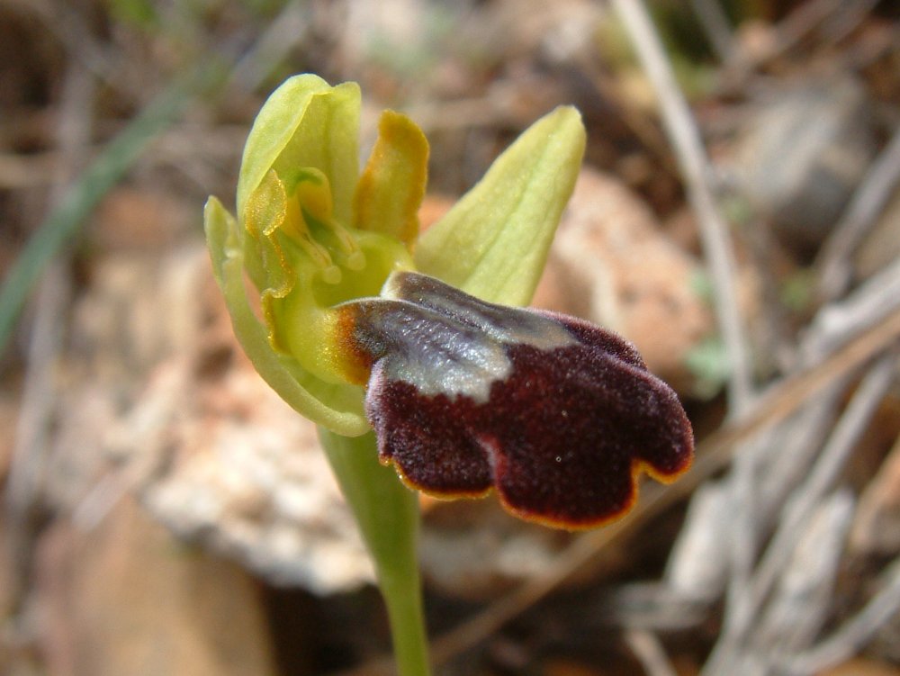 Le brillanti <i>Ophrys fusca orientali</i>   Dalla Grecia con passione