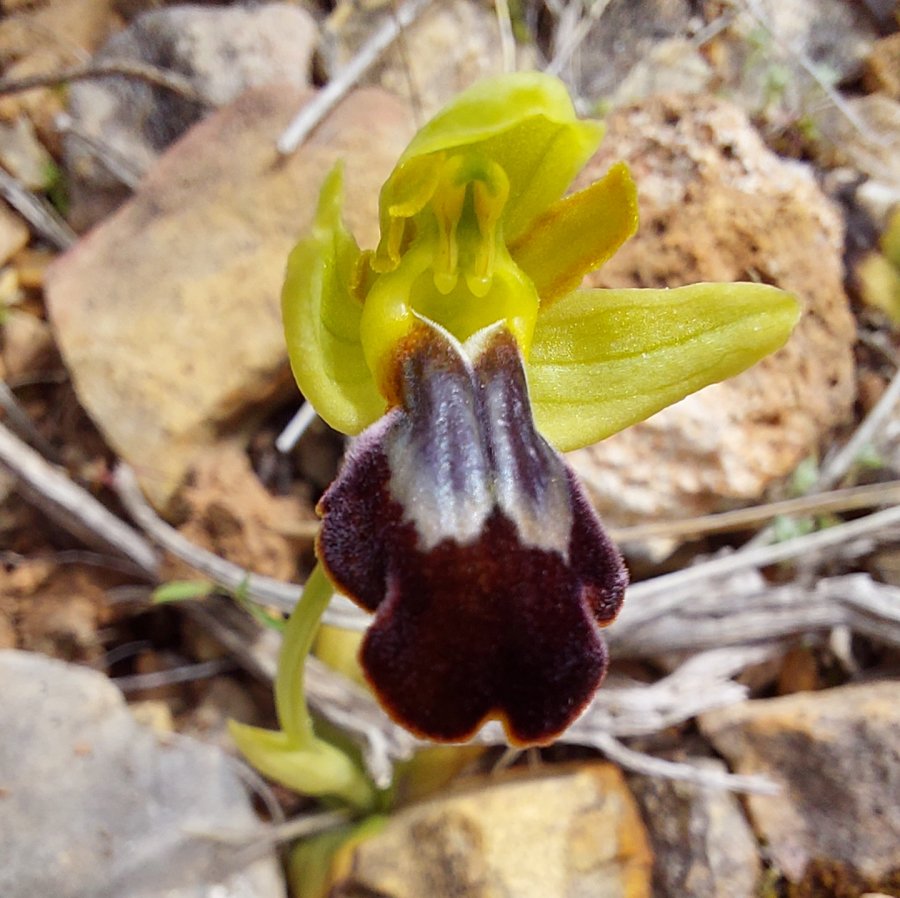 Le brillanti <i>Ophrys fusca orientali</i>   Dalla Grecia con passione