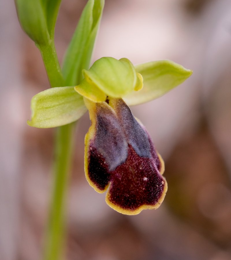 Le brillanti <i>Ophrys fusca orientali</i>   Dalla Grecia con passione