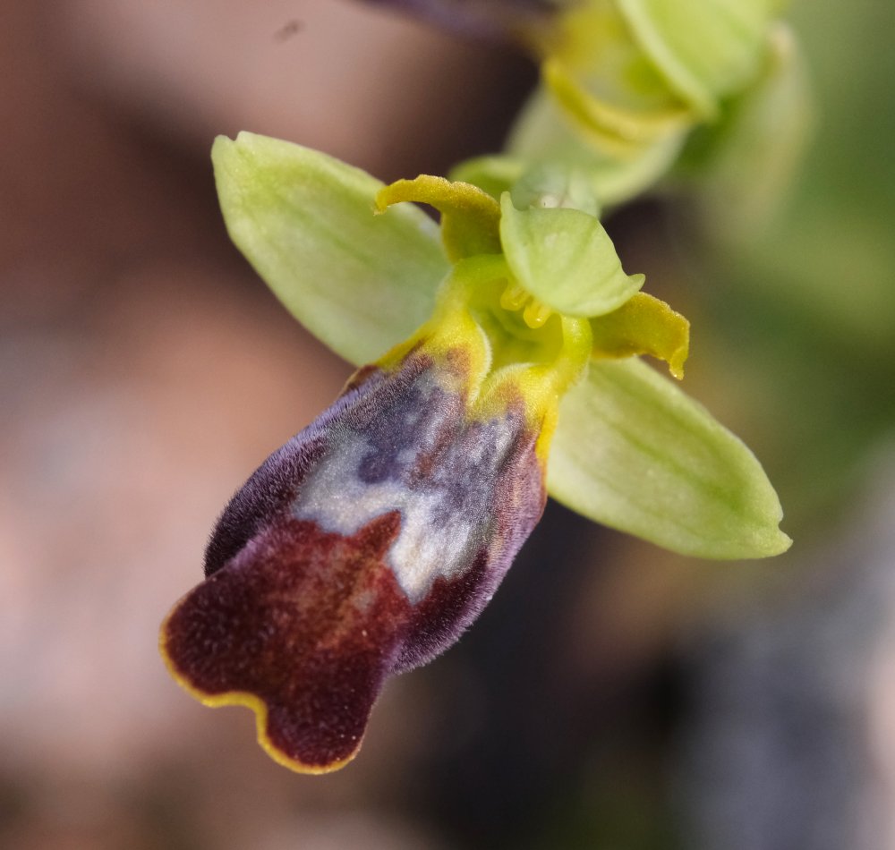 Le brillanti <i>Ophrys fusca orientali</i>   Dalla Grecia con passione