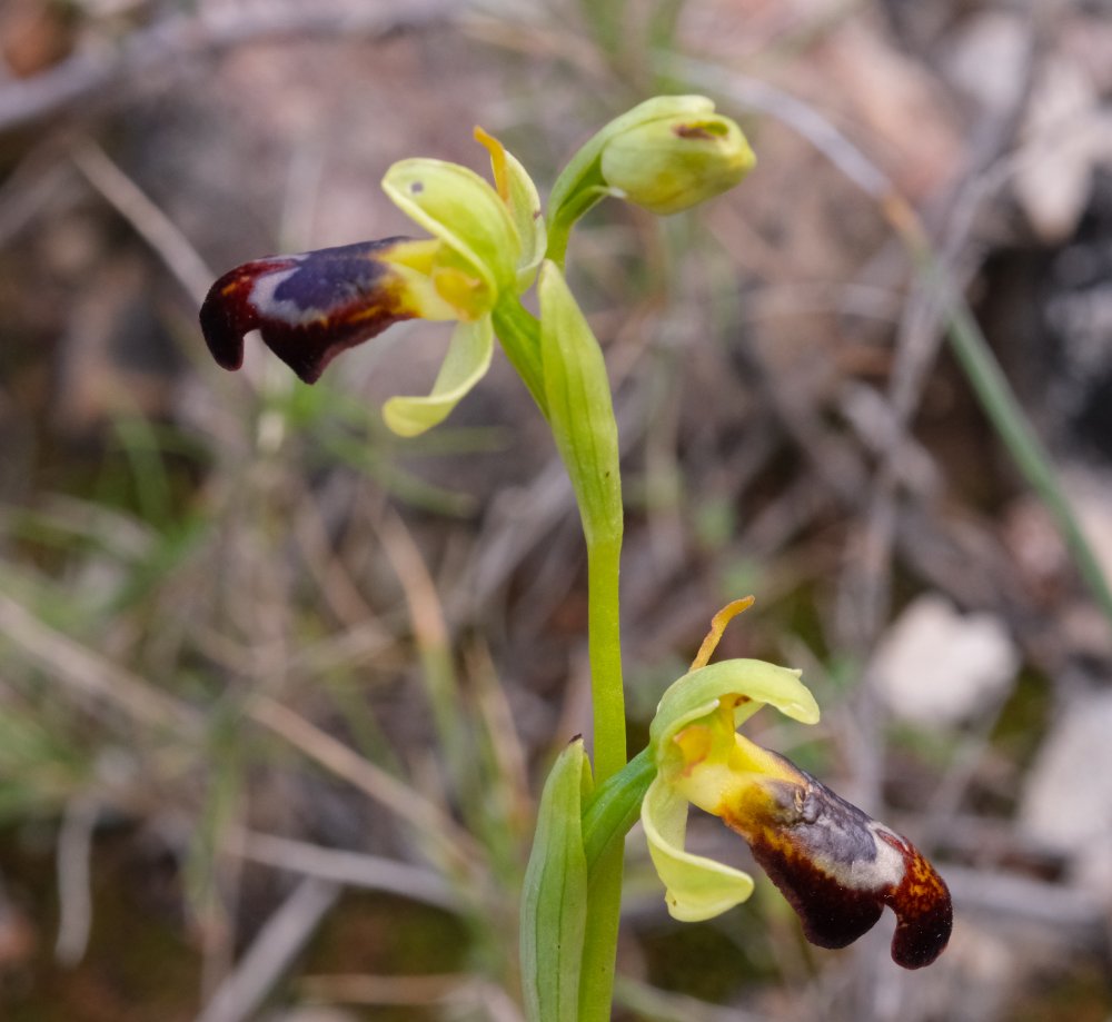 Le brillanti <i>Ophrys fusca orientali</i>   Dalla Grecia con passione