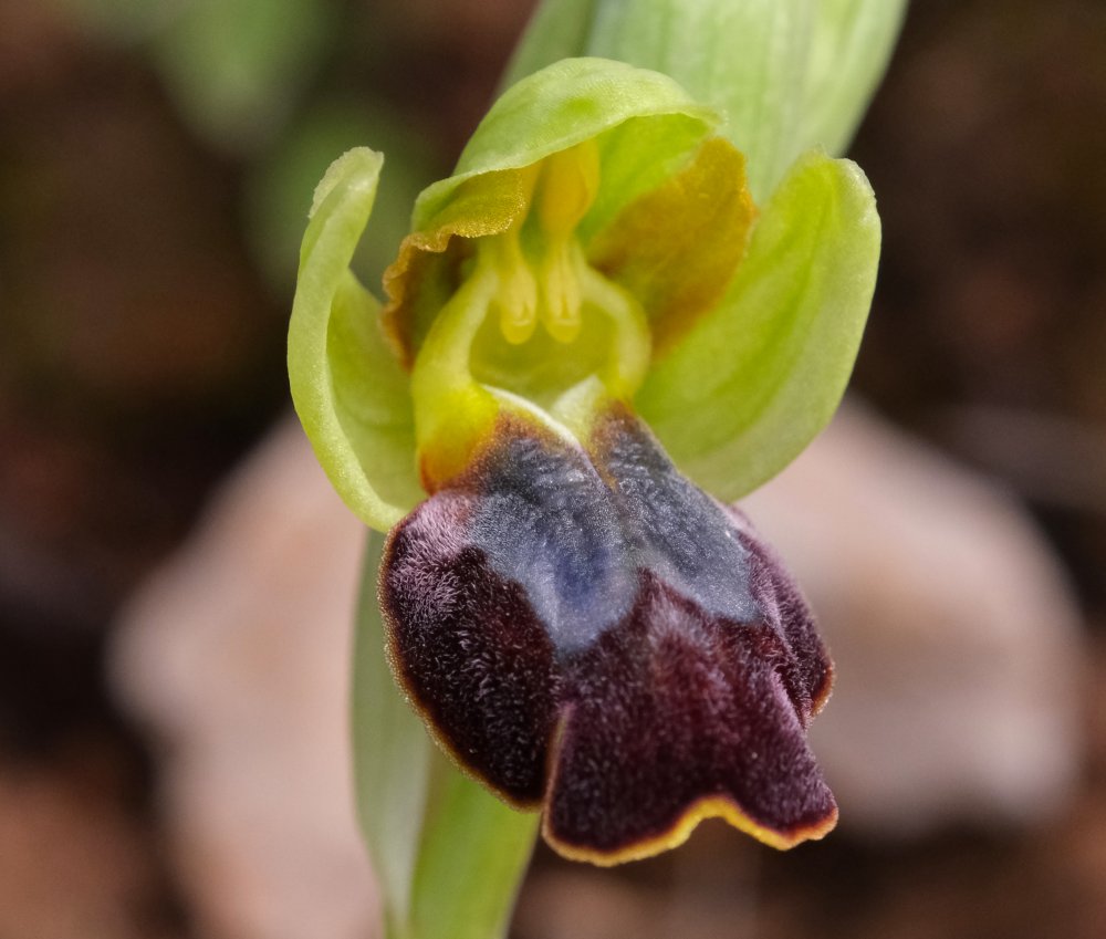 Le brillanti <i>Ophrys fusca orientali</i>   Dalla Grecia con passione