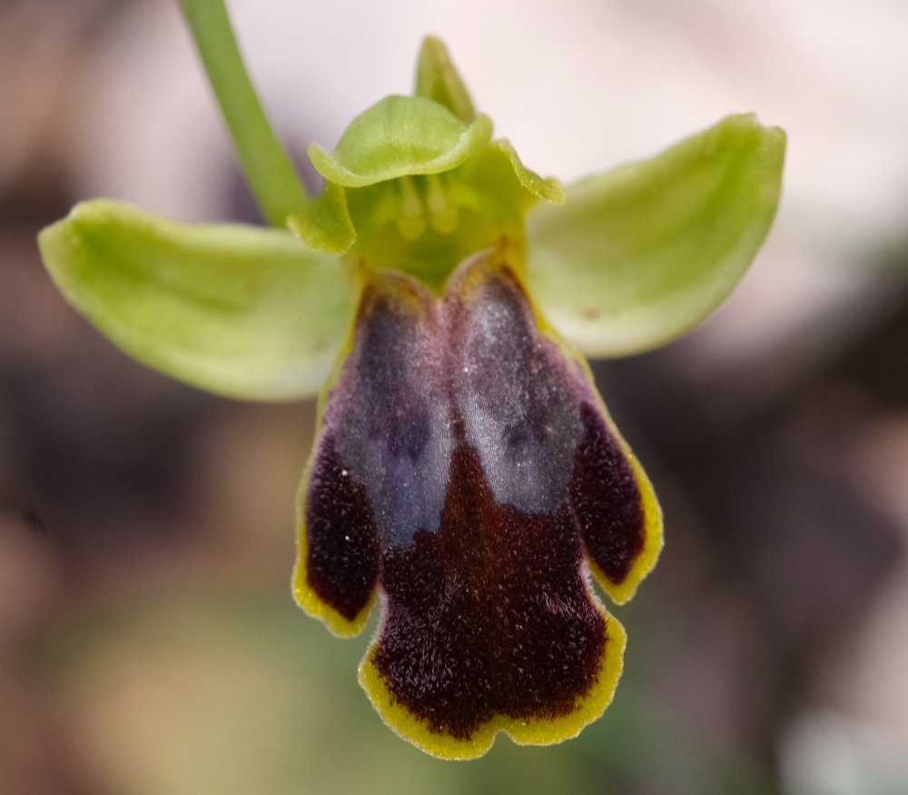 Le brillanti <i>Ophrys fusca orientali</i>   Dalla Grecia con passione