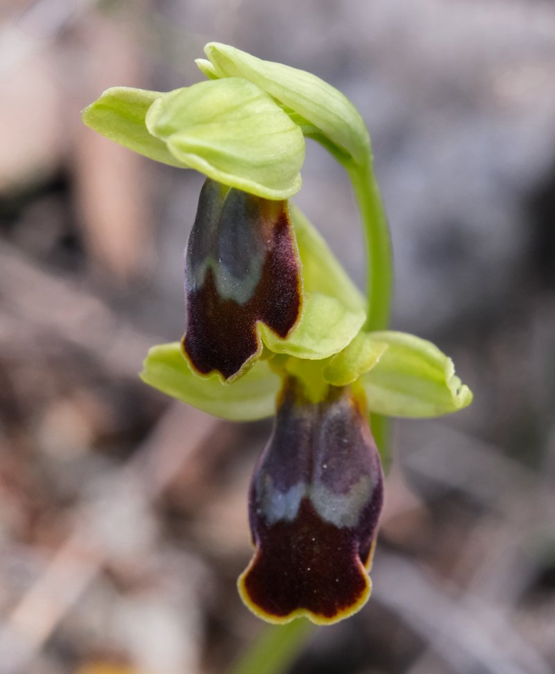 Le brillanti <i>Ophrys fusca orientali</i>   Dalla Grecia con passione