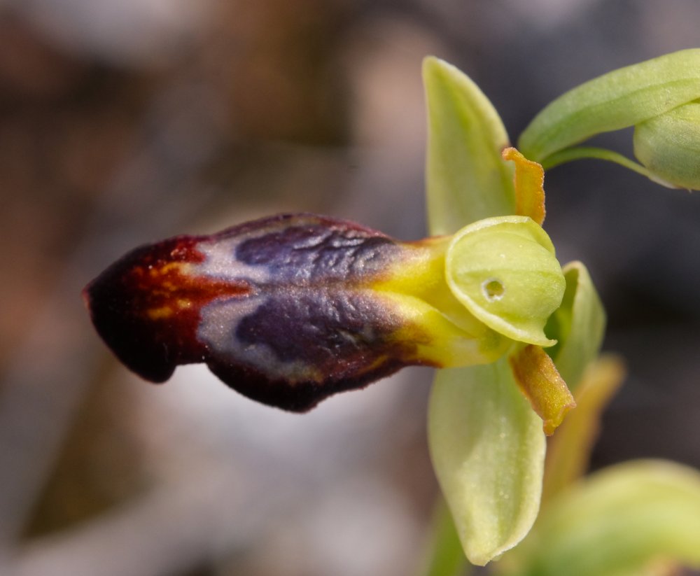 Le brillanti <i>Ophrys fusca orientali</i>   Dalla Grecia con passione