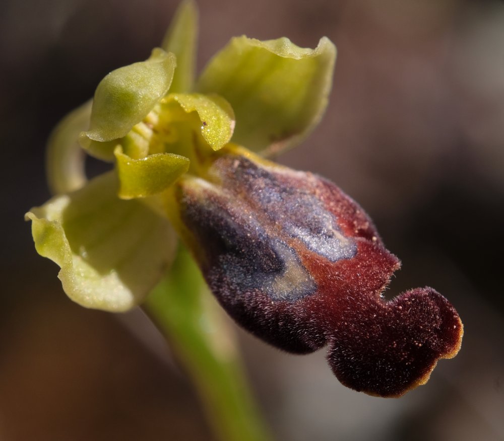 Le brillanti <i>Ophrys fusca orientali</i>   Dalla Grecia con passione