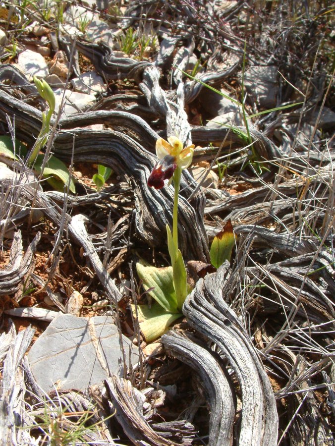 Le brillanti <i>Ophrys fusca orientali</i>   Dalla Grecia con passione