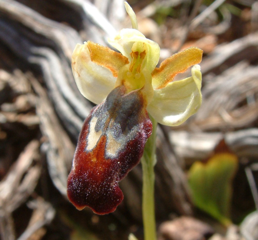 Le brillanti <i>Ophrys fusca orientali</i>   Dalla Grecia con passione