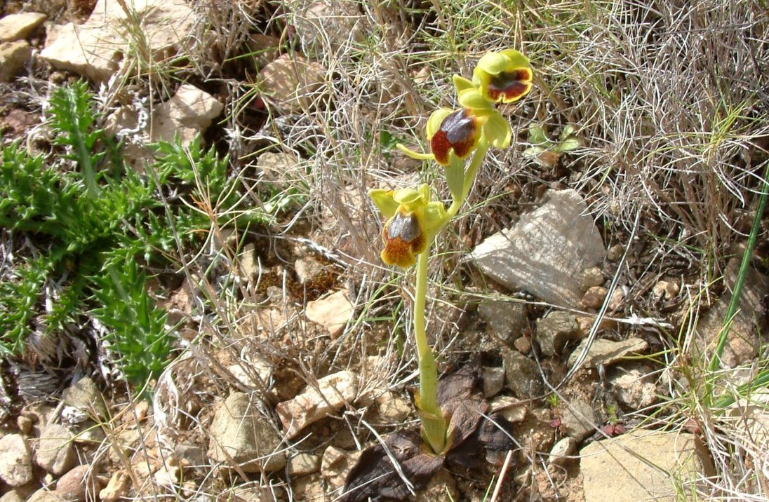 Le brillanti <i>Ophrys fusca orientali</i>   Dalla Grecia con passione