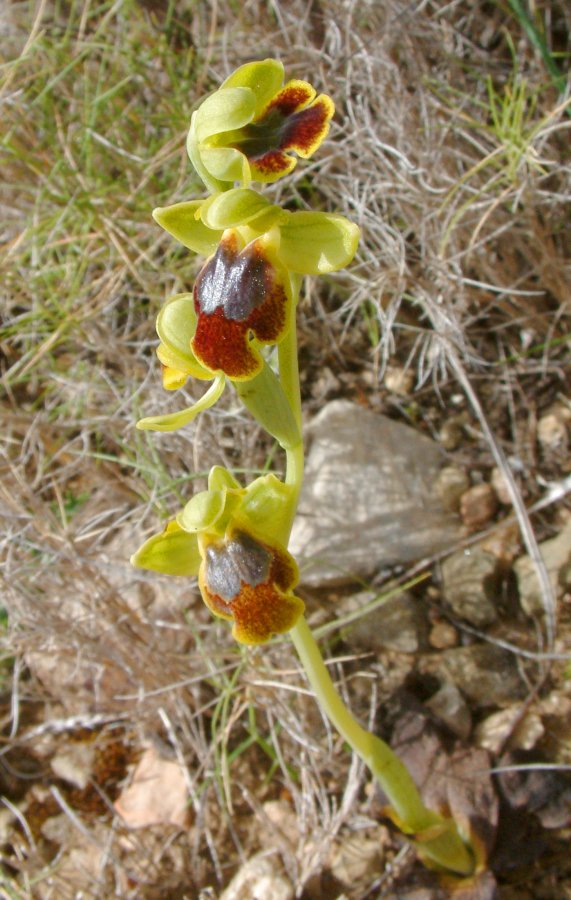 Le brillanti <i>Ophrys fusca orientali</i>   Dalla Grecia con passione