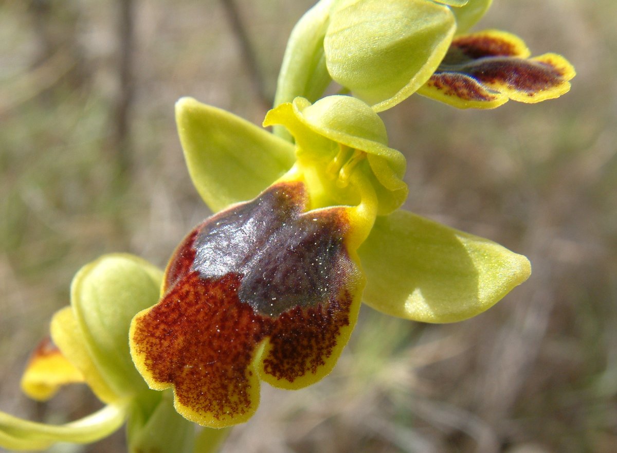 Le brillanti <i>Ophrys fusca orientali</i>   Dalla Grecia con passione