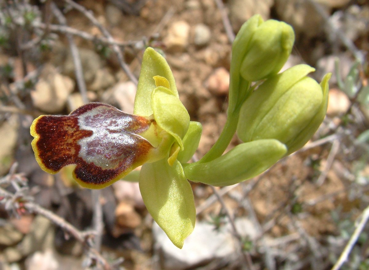 Le brillanti <i>Ophrys fusca orientali</i>   Dalla Grecia con passione