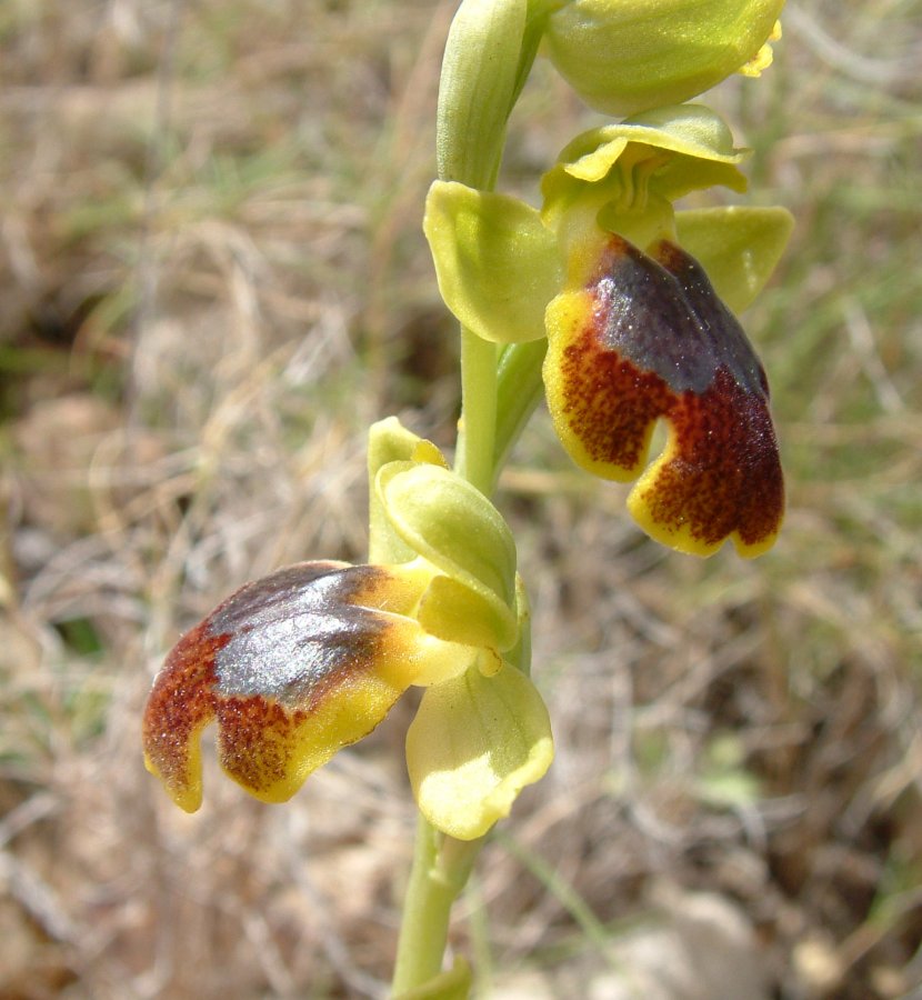 Le brillanti <i>Ophrys fusca orientali</i>   Dalla Grecia con passione