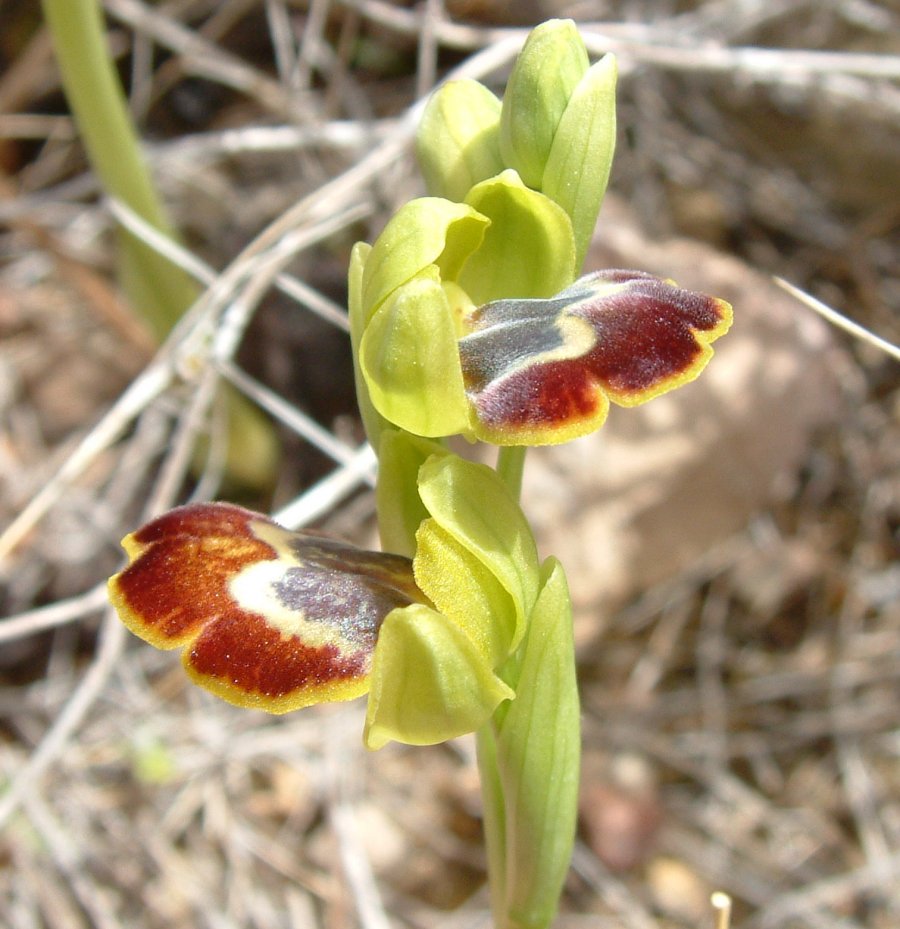 Le brillanti <i>Ophrys fusca orientali</i>   Dalla Grecia con passione