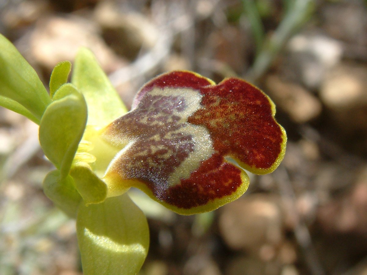 Le brillanti <i>Ophrys fusca orientali</i>   Dalla Grecia con passione